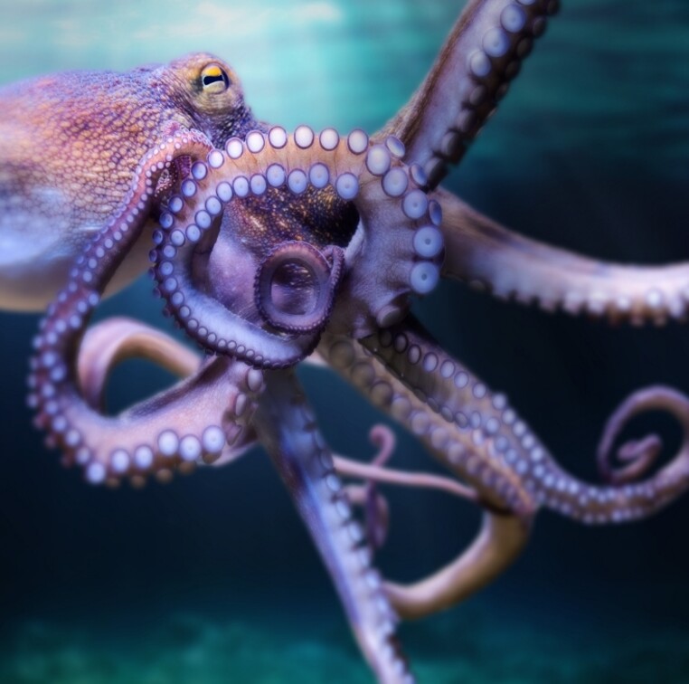 Teaser_Oktopus