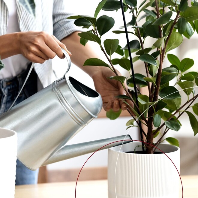 Frau gießt eine Zimmerpflanze